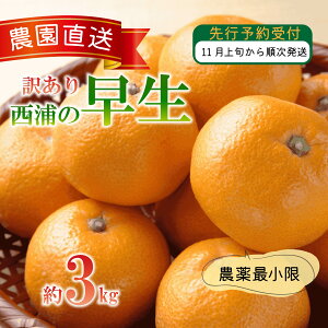 yӂ邳Ɣ[Łz 󂠂 ݂  3kg Y  k IW ~J ʌ ʕ t[c Y Â VN 蕨 Mtg ~ G r^~C  { Yn ƒp p 