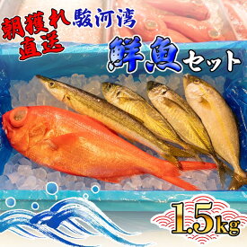 【ふるさと納税】 旬 鮮魚 セット 1.5kg 朝獲れ 沼津 駿河湾 金目鯛 鯵