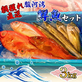 【ふるさと納税】 旬 鮮魚 セット 3kg 朝獲れ 沼津 駿河湾 金目鯛 鯵