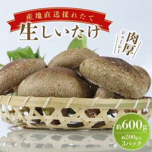 yӂ邳Ɣ[Łz ő   600g ̂ R ő VC^P H׉ y o` ؍͔| Y VN RHi r^~D J[ N   uߕ ϕ aH  pX^ O