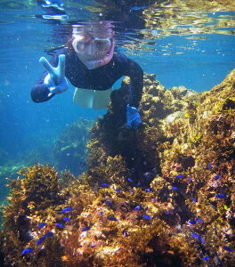 yӂ邳Ɣ[ŁzɓE郖̊CŔXm[PǑ CgtňSR[X(1l)