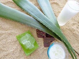 【ふるさと納税】伊東産オーガニック アロエベラ生葉