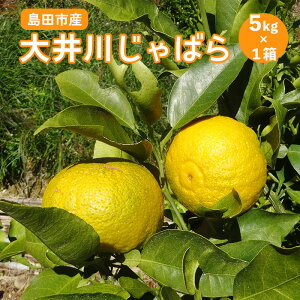 yӂ邳Ɣ[Łzy2025N11{菇z  ΂ 5kg×1 y ʌ Iz@ԕ ΍ k ʕ t[c k ԕǏ̊ɘa @͂F2025N11{2026N1