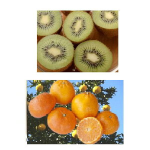 yӂ邳Ɣ[Łz ݂(3kg){LEC(2kg) lߍ킹 Zbg t[c ʕ ݂  wC[h 1 Ԍ É xmsY [sf001-006]