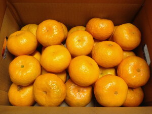 yӂ邳Ɣ[Łz ݂uv 5kg x Ԍ ۂ񂩂  t[c ʕ É xmsY [sf001-020]