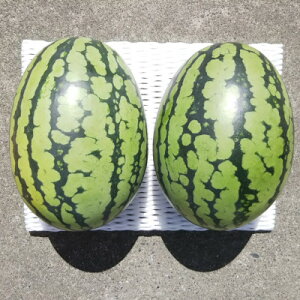 yӂ邳Ɣ[Łzys\/2026N8{蔭z2!Ăvy!VQ!XCJyՂƁzyzsnFEkCEꌧzy1685556z