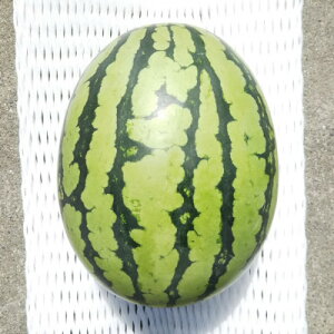 yӂ邳Ɣ[Łzys\/2026N8{蔭z1!Ăvy!VQ!XCJyՂƁzyzsnFEkCEꌧzy1685557z