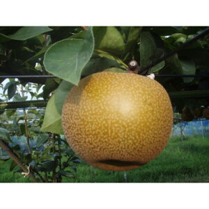 �y�ӂ邳�Ɣ[�Łz�y��s�\��z�y150������z���w�����Â��x(2026�N8�����{�`9�����{�����\��)�y�z���s�n��F�����z�y1697211�z