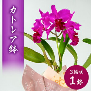 yӂ邳Ɣ[Łzm@JgA@3֍@y1435920z