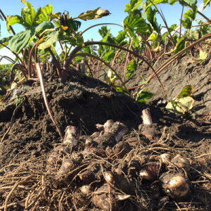 �y�ӂ邳�Ɣ[�Łz�������̏{��؁E�`���I���������!�ϕ���痿����! �C�V��(�q��LM�E�����o��) �e1kg�y1472541�z