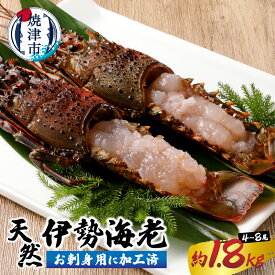 【ふるさと納税】 伊勢海老 お造り セット 約1.8kg お刺身用 加工済 殻付き 4〜8匹 天然 冷凍 解凍するだけ 手間いらず 活〆 急速冷凍 新鮮 焼津 b100-073
