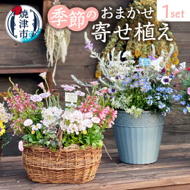 【ふるさと納税】 花 鉢花 寄せ植え 季節の花苗 おまかせ 容器付 7〜9点 1セット 観葉植物 焼津 a21-055