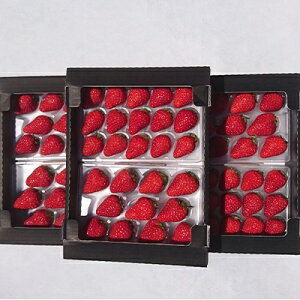 yӂ邳Ɣ[Łzy2026NzÉYugق+̌Ov6pbN 1.6kg(270g×6)yzsnFEkCEꌧEkEElEBzy1127879z