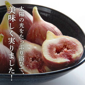 【ふるさと納税】【2026年発送】静岡県掛川産　ミズノ農園の完熟いちじく【桝井ドーフィン】DXパック 500g×2P【配送不可地域：離島・北海道・沖縄県・東北・四国・九州】【1645924】