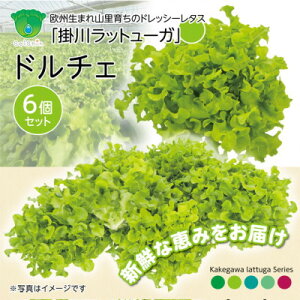 �y�ӂ邳�Ɣ[�Łz�y��������1��×6���z�R���̗N�����ň�����u�|�색�b�g���[�K�E�h���`�F�v�y�z���s�n��F�����E�k�C���E���ꌧ�E�l���E��B�z�y1695650�z