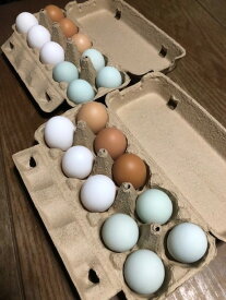 【ふるさと納税】掛川で育てた自然卵「みんなのたまご」3種食べ比べセット（20個）