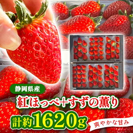 【ふるさと納税】【2027年発送先行予約】静岡県産いちご「紅ほっぺ+すずの薫り」6P 約1.6kg(約270g×6)_ いちご イチゴ 苺 箱入り 食べ比べ セット 果物 フルーツ ギフト 送料無料 静岡県 掛川市 【配送不可地域：離島・北海道・沖縄県・東北・中国・四国・九州】【1127879】