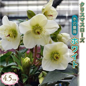 yӂ邳Ɣ[Łz NX}X[Y ~̋Mwl XKN zCg  JԊ 4.5 ~ G K[f K[fjO   v[g Mtg A  s\ 2026N1{蔭 I