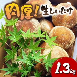 yӂ邳Ɣ[Łz  1.3kg ő Y VC^P ǂ ̂  LmR    ő  ϕ uߕ Vs h{ r^~D H@ ܂ N }s 