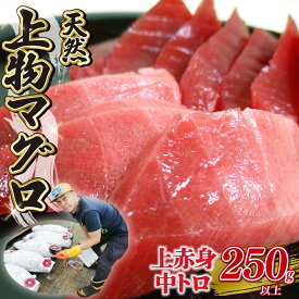【ふるさと納税】 天然 上物 マグロ さく 上赤身 中トロ 2種 合計 250g以上 冷凍 まぐろ 刺身 海鮮 魚 鮪 本マグロ 本まぐろ 高級 寿司ネタ 贈答用 贈り物 ギフト 食べ比べ 藤枝市 静岡県