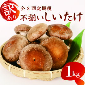 【ふるさと納税】 全3回定期便 訳あり 不揃い 生しいたけ 1kg 生 しいたケ シイタケ 椎茸 厚い 肉厚 うまみ 国産 新鮮 産地直送 贈答用 ギフト 家庭用 業務用 キノコ 食材 料理 煮物 炒め物 鍋物 パスタ スープ 健康 低カロリー ビタミンD 食物繊維 藤枝市 静岡県