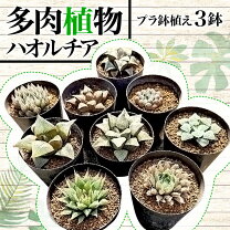 楽天市場】多肉植物 セット ハオルチアの通販