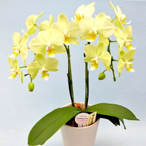 鉢植え 生花の人気商品 通販 価格比較 価格 Com