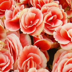 ベゴニア ボリアス 生花 生花の人気商品 通販 価格比較 価格 Com