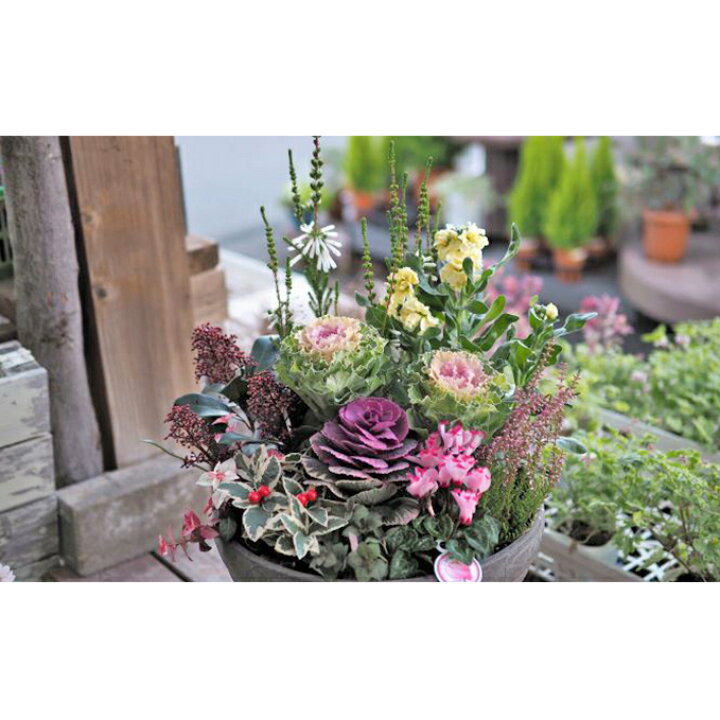 楽天市場 ふるさと納税 おまかせお正月寄せ植えdx 植物 花 お届け 毎年11月16日 12月25日 静岡県藤枝市