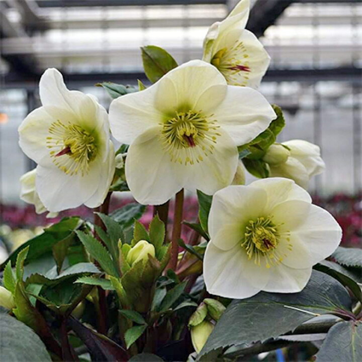 楽天市場 ふるさと納税 オンライン決済限定 冬の貴婦人 クリスマスローズ 氷の薔薇ホワイト 開花株5号 花 クリスマスローズ お花 お届け 22年1月10日 より順次発送 静岡県藤枝市 楽天市場 ふるさと納税 オンライン決済限定 冬の貴婦人 クリスマスローズ 氷の薔薇ホワイト 開花株5号 花 クリスマスローズ お花 お届け 22年1月10日 より順次発送 静岡県藤枝市