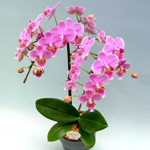 yӂ邳Ɣ[Łz Ԕ ~fB Ӓ 2{ sN A  K[fjO  A Mtg R`E m ϗtA 蕨 v[g a LO JXj Vzj 