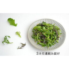 【ふるさと納税】 定期便 3回 国産 ハーブ 野菜 詰め合わせ 約 450g 4種 8袋 セット × 3ヶ月 お届け ルッコラ 約 50g × 3袋 リーフトマト 赤からし菜 約 50g × 2袋 リーフマスタード からし菜 約 50g × 2袋 セルバチコ 約 100g × 1袋 水菜 野菜 サラダ 新鮮