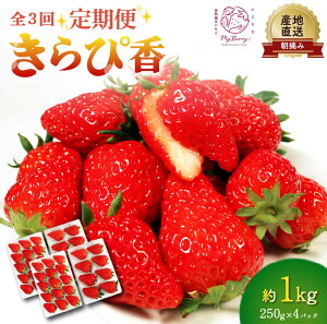 【ふるさと納税】 全3回定期便 いちご きらぴ香 約1kg 約250g×4パック 先行予約 2026年1月から発送予定 3ヶ月 朝どれ 完熟 苺 産地直送 フレッシュ イチゴ 贈答 フルーツ 果物 国産 ストロベリー