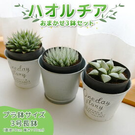 【ふるさと納税】 多肉植物 ハオルチア 3鉢 セット 観葉植物 プラ鉢 ミニサイズ インテリア ナチュラル 緑 かわいい 初心者向け 室内 園芸 ガーデニング 植物 育て方 簡単 贈り物 プレゼント 藤枝市 静岡県