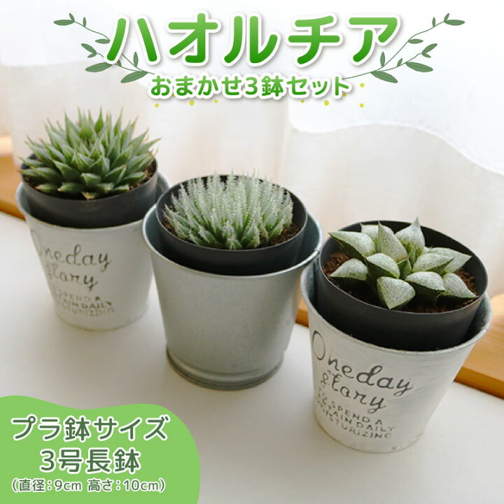 楽天市場】【ふるさと納税】 多肉植物 ハオルチア 3鉢 セット 観葉植物 
