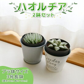 【ふるさと納税】 【選べるセット】ハオルチア 2個セット オブツーサ 寿（レツーサ）ピクタ カミンギー モンブラン ライトニィ アフターケア有 多肉植物 観葉植物 初心者 おしゃれ インテリア ガーデニング 多肉 植物 グリーン 静岡県 藤枝市