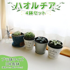 �y�ӂ邳�Ɣ[�Łz �n�I���`�A �s�O�}�G�A �v���l�b�g �u���[�m �u���b�N�x���f�B�A�i 4�Z�b�g �A�t�^�[�P�A�L �����A�� �ϗt�A�� ���S�� �i�`������ �C���e���A �v���� �n�I���`�A 4��Z