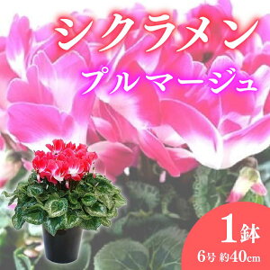 yӂ邳Ɣ[Łz VN 6 Fn v}[W  A ~ G K[f K[fjO   v[g Mtg A Ԃ̑蕨 CeA ϗtA  | s\