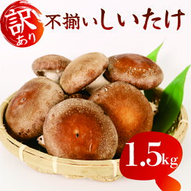 【ふるさと納税】 選べる配送月 訳あり 不揃い 生しいたけ 1.5kg シイタケ 椎茸 大ぶり 朝収穫 食べ応え 厚い 肉厚 うまみ 菌床 栽培期間中 農薬不使用 きのこ 国産 新鮮 高品質 産地直送 健康 ビタミンD 低カロリー 栄養豊富 料理 藤枝市 静岡県