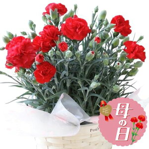 �y�ӂ邳�Ɣ[�Łz �y��s�\��z ��̓��ɁI �J�[�l�[�V���� ���A�� ���b�h �� ���� �M�t�g ��̓� ���� ���� ���� �����p 5�� ���� 2026�N5�����珇������ �I�����C�����ό��� �É��� ���}�s