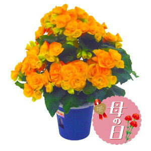 �y�ӂ邳�Ɣ[�Łz �y��s�\��z ��̓��ɁI ���[�K�X�x�S�j�A ���A�� 5�� �C�G���[ �M�t�g ���� �v���[���g ��̓� �� 2026�N5�����珇������ �I�����C�����ό��� �É��� ���}�s