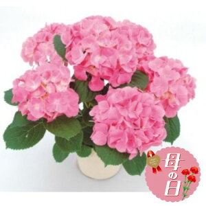 yӂ邳Ɣ[Łz ys\z ̓ɁI AWTC A sN n 5  ̓ 2026N5珇 ICό É }s