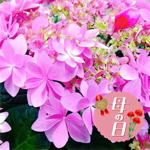 yӂ邳Ɣ[Łz ys\z ̓ɁI AWTC A sN bh n Hi 5 ̓ 2026N5珇 ICό É }s