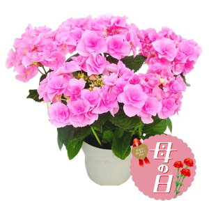 yӂ邳Ɣ[Łz ys\z ̓ɁI AWTC A tFA[AC sN 5  Vi Ԕ Mtg ̓ K[fjO 蕨  z 2026N5珇 IC