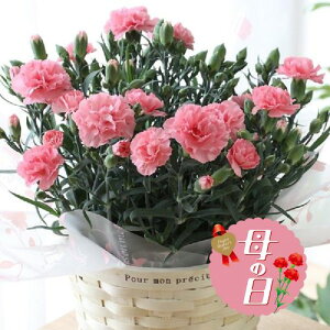 �y�ӂ邳�Ɣ[�Łz �y��s�\��z ��̓��ɁI �J�[�l�[�V���� ���A�� �s���N ���� �����p ��̓� 2026�N5�����珇������ �I�����C�����ό��� �É��� ���}�s