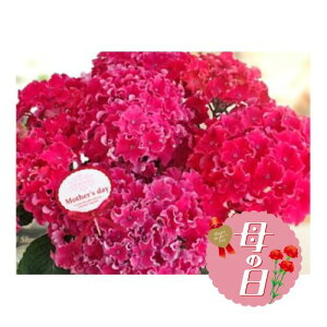 yӂ邳Ɣ[Łz ys\z ̓ɁI AWTC A J[[Xp[N sN 5 ̓ 2026N5珇 ICό É }s