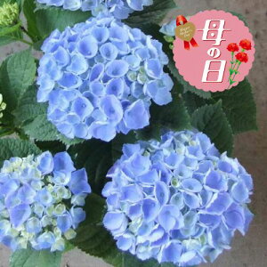 �y�ӂ邳�Ɣ[�Łz �y��s�\��z ��̓��ɁI �A�W�T�C �u���[ �T�t�@�C�A �N�B�[�� 5�� �� �������� ���z�� ���蕨 ���j�� �A�� �G�� ���� �t�����[ �M�t�g ��̓� 2026�N5�����珇������ �I��