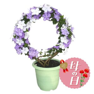 �y�ӂ邳�Ɣ[�Łz �y��s�\��z ��̓��ɁI �A�����J �W���X�~�� ���A�� �����O �d���� 5�� �� ���蕨 ���j�� �A�� �G�� ���� �t�����[ �M�t�g ��̓� 2026�N5�����珇������ �I�����C�����ό�