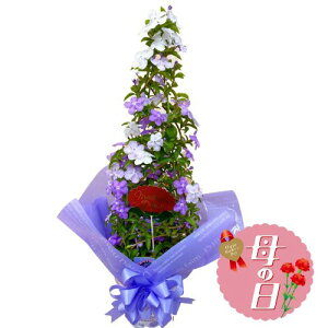 yӂ邳Ɣ[Łz ys\z ̓ɁI AJWX~ A ^[d jICo}c    v[g ̓ 2026N5珇 ICό É