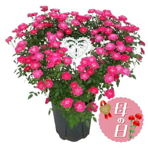 �y�ӂ邳�Ɣ[�Łz �y��s�\��z ��̓��ɁI ��o�� �n�[�g �����O�d���� 5�� �� ���蕨 ���j�� �A�� �G�� ���� �t�����[ �M�t�g ��̓� 2026�N5�����珇������ �I�����C�����ό��� �É��� ��